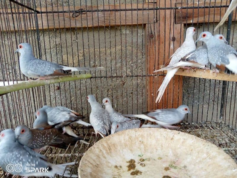 dove love birds healthy active 5