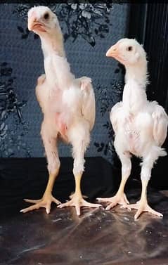 White Oh Shamo Chicks | King Size Shamo | Shamo Chicks | Aseel | Shamo