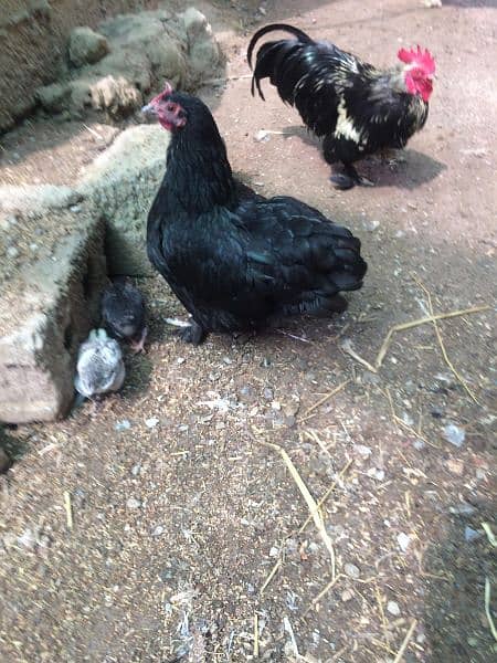 pair bantam hens 0