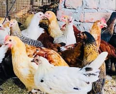 Golden|Misri|Pathi|female|Chicks|Desi egg laying hen| Murgi|chuzay