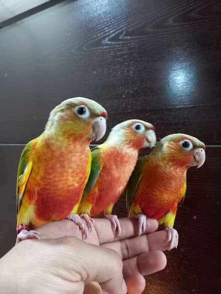 Green Cheek Conure Tame 0