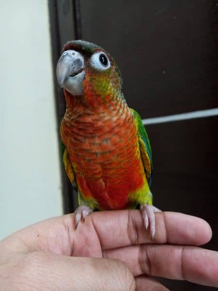 Green Cheek Conure Tame 2