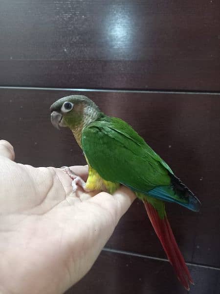 Green Cheek Conure Tame 4