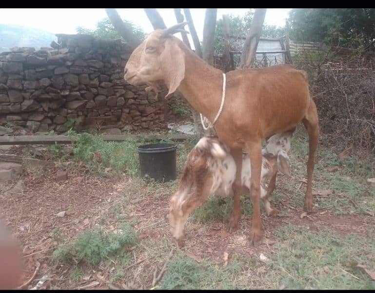 Desi Goat with Female Baby 1