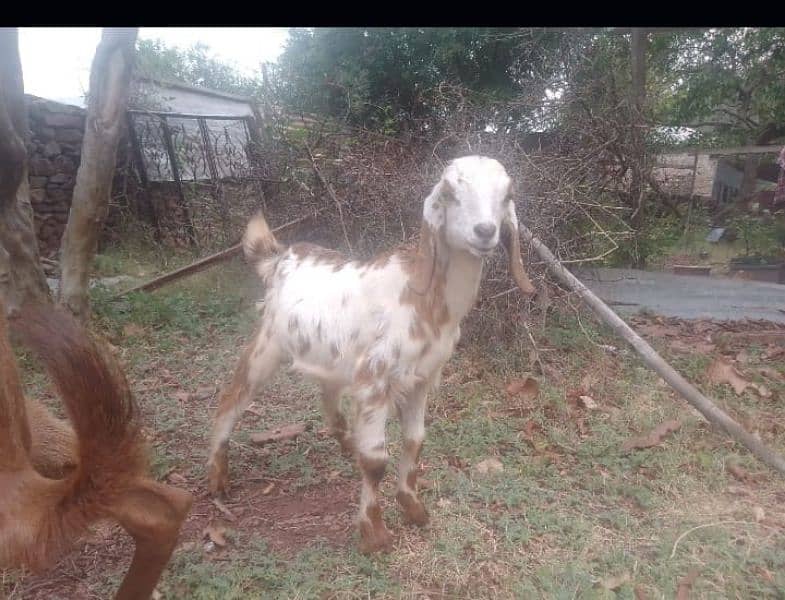 Desi Goat with Female Baby 2