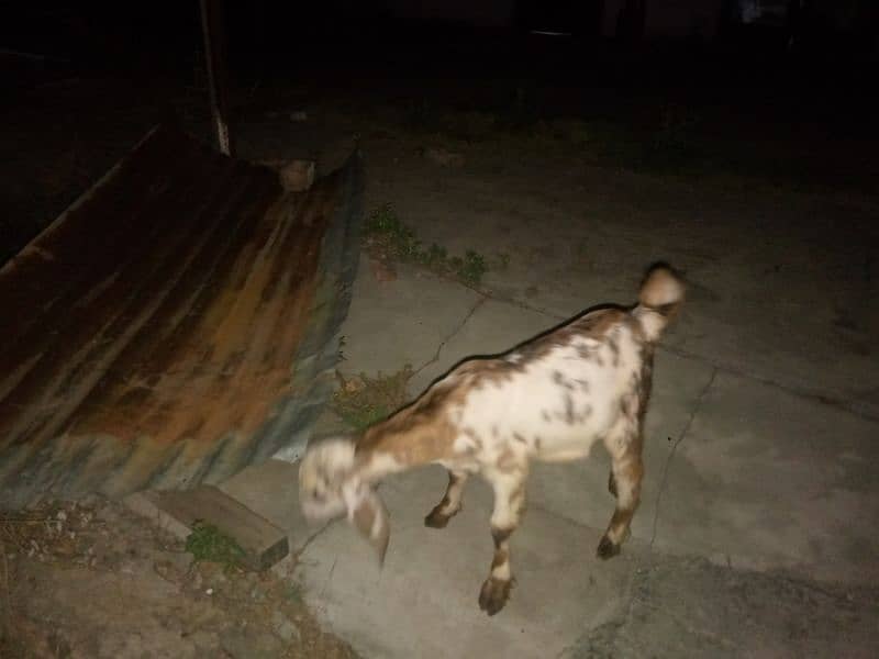 Desi Goat with Female Baby 4