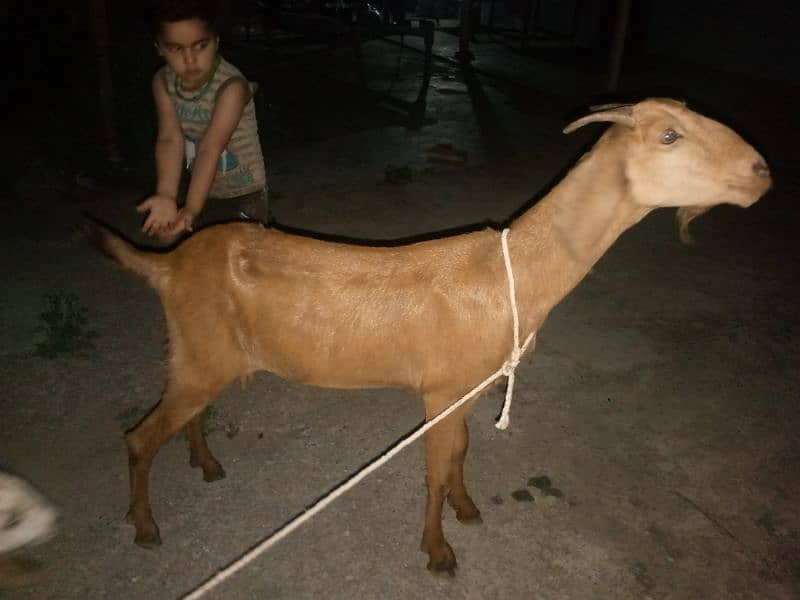 Desi Goat with Female Baby 5
