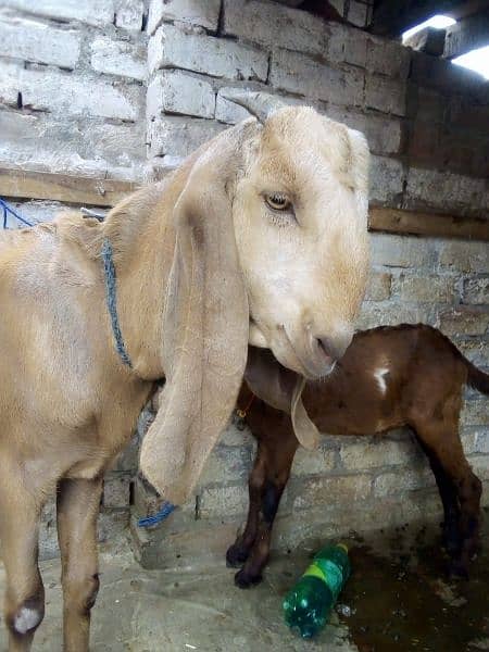 bakra sale  kheera hy ak chatra age 2 month price 26000 0