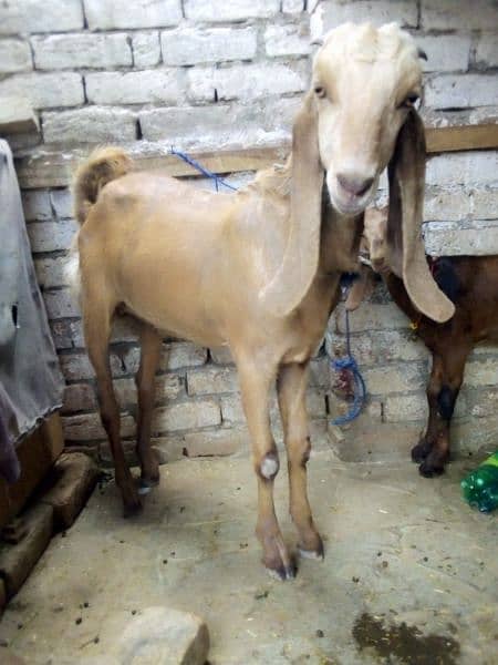 bakra sale  kheera hy ak chatra age 2 month price 26000 1