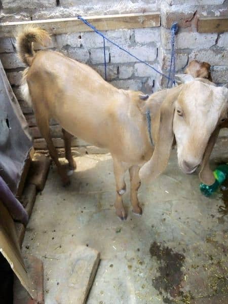 bakra sale  kheera hy ak chatra age 2 month price 26000 2