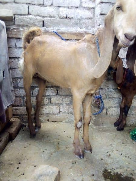 bakra sale  kheera hy ak chatra age 2 month price 26000 3