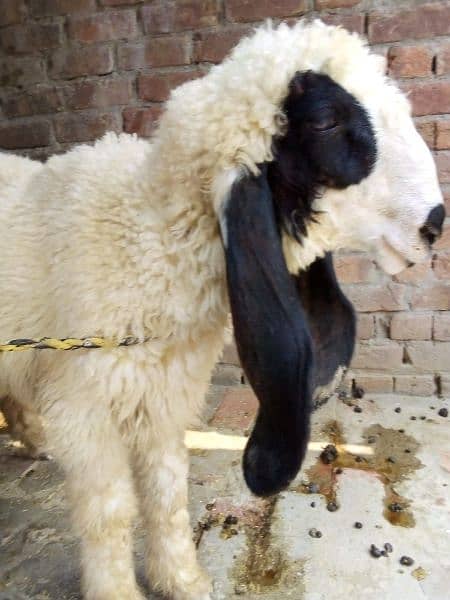 bakra sale  kheera hy ak chatra age 2 month price 26000 6