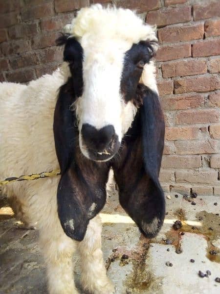 bakra sale  kheera hy ak chatra age 2 month price 26000 7