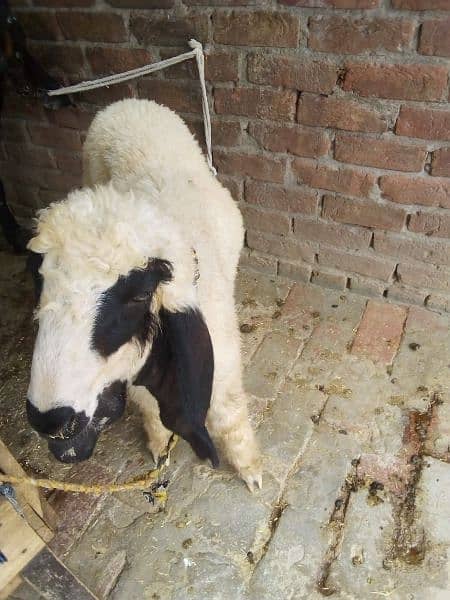 bakra sale  kheera hy ak chatra age 2 month price 26000 8