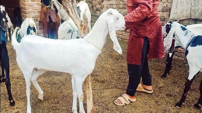 Gulabi Desi white pregnant Goat For sale 0