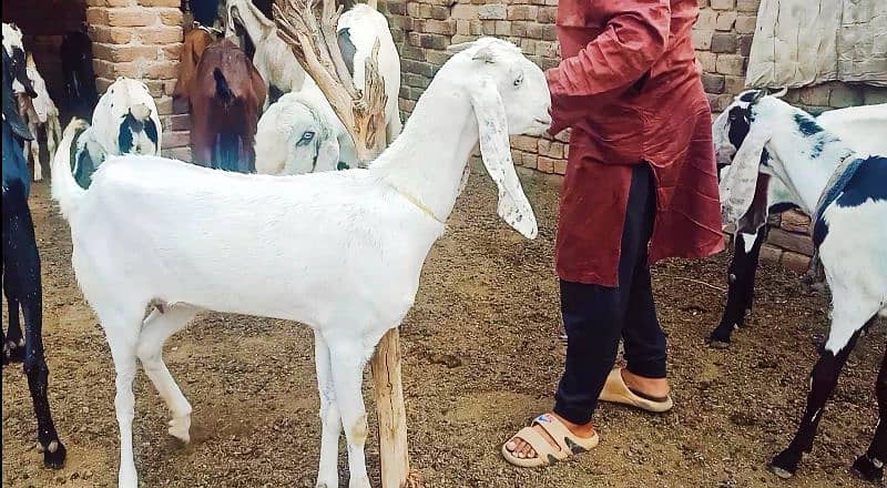 Gulabi Desi white pregnant Goat For sale 2