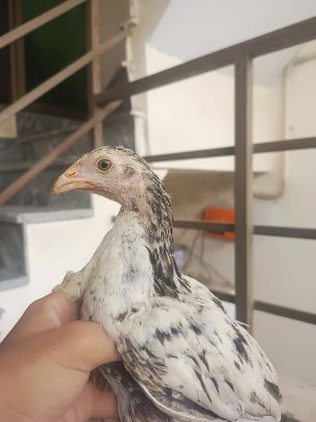 Pure Aseel Chicks for sale number 0/3/12/24/70/7/53. 2