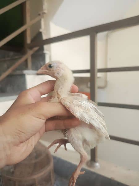 Pure Aseel Chicks for sale number 0/3/12/24/70/7/53. 8