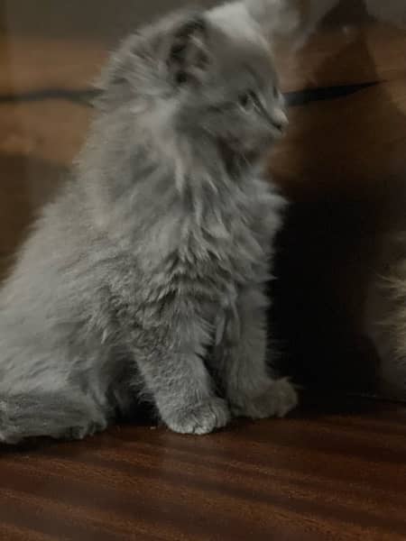 Persian kitten . Punch face . Triple coated long hair 2