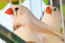 White Zebra Finches 0