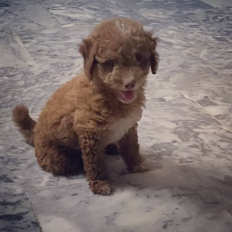 Designer poodles for sale ***Urgent*** 1