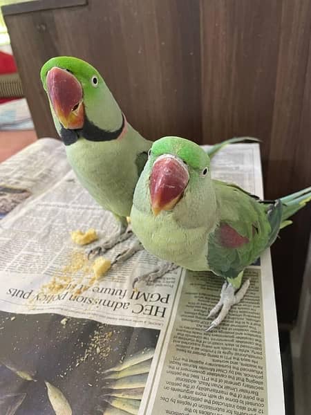 Raw Parrot Breeder Pair For Sale 1