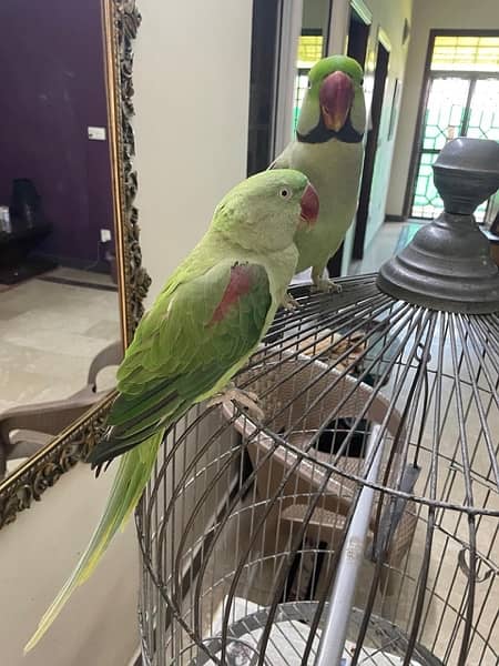 Raw Parrot Breeder Pair For Sale 2