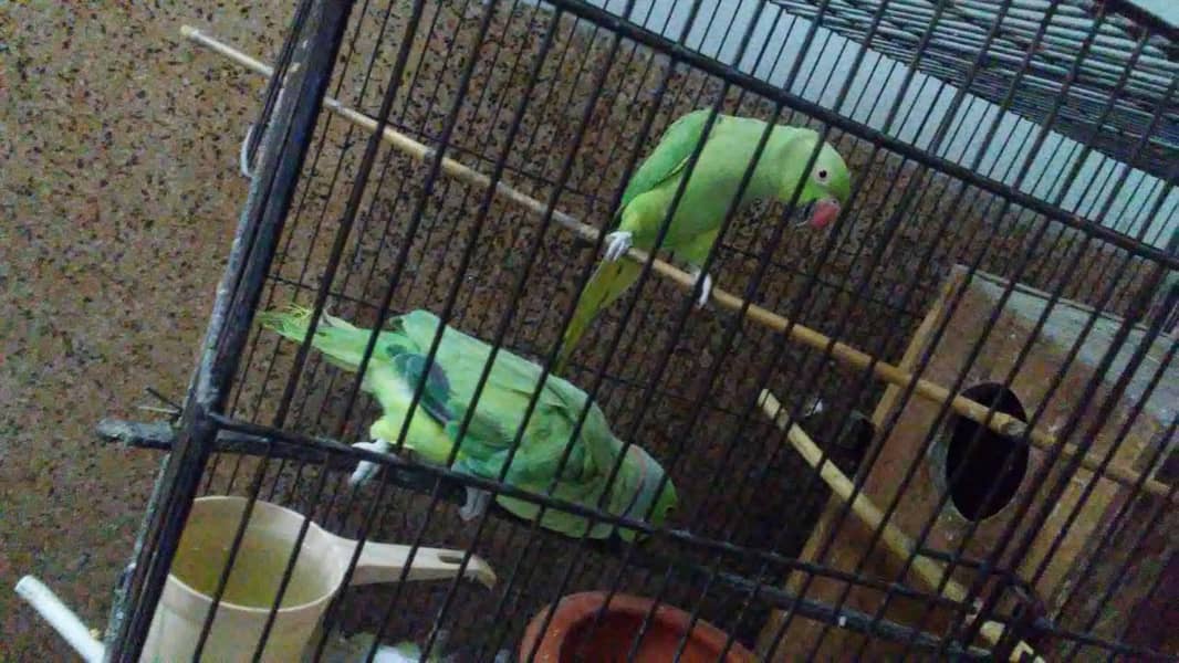 Talking parrot pair 1