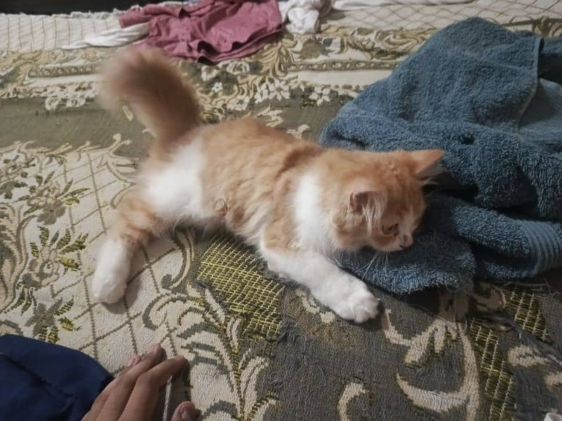 Persian kitten male 3