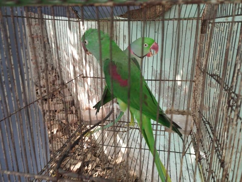 parrot Breader pair for sale 0