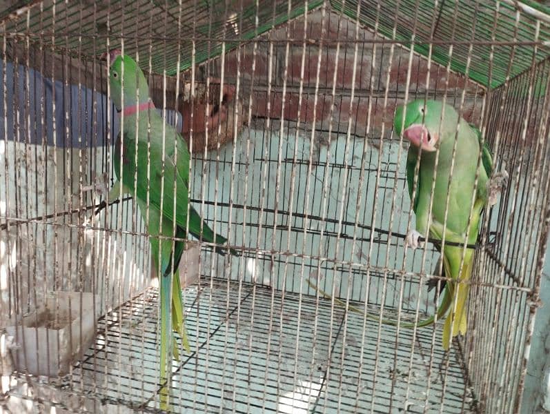 parrot Breader pair for sale 1