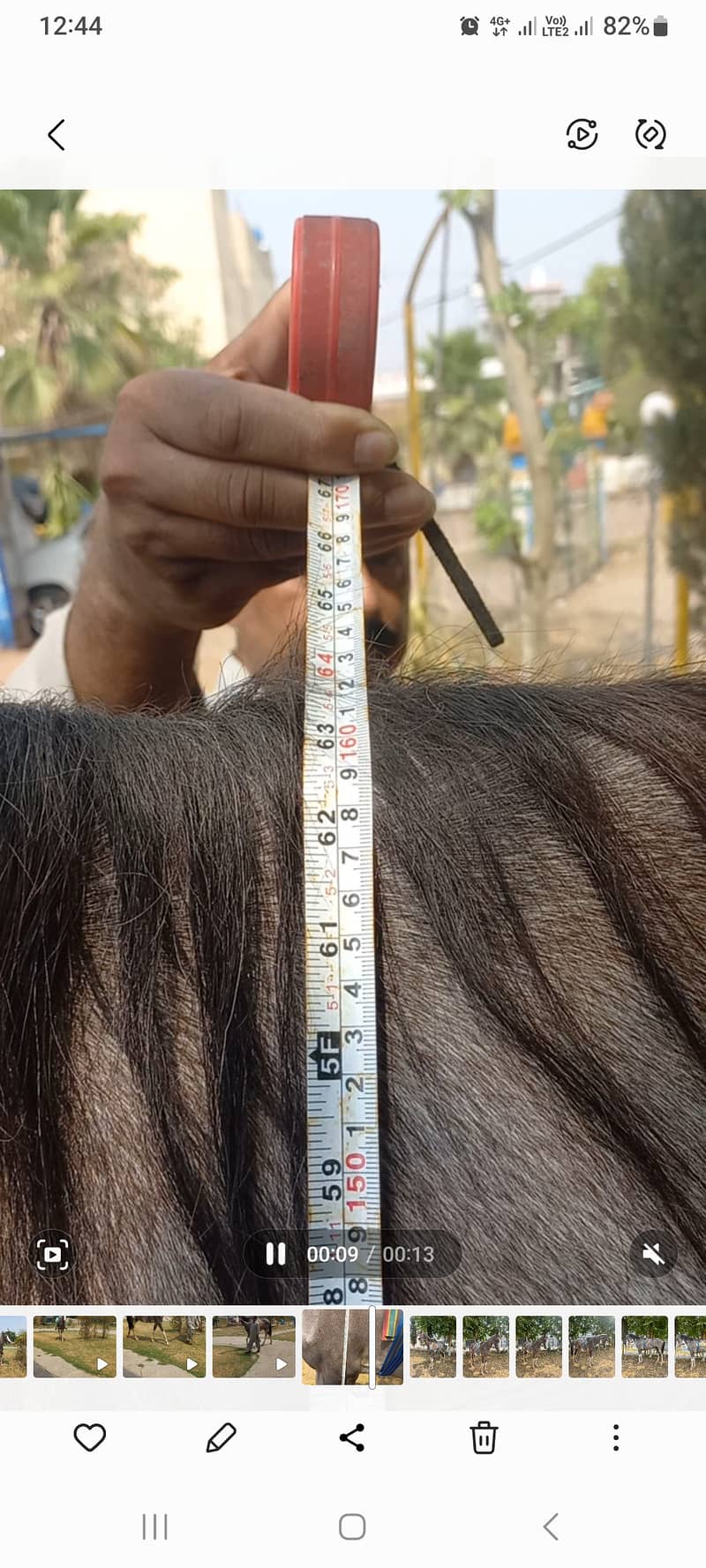 Big size Female Horse 1
