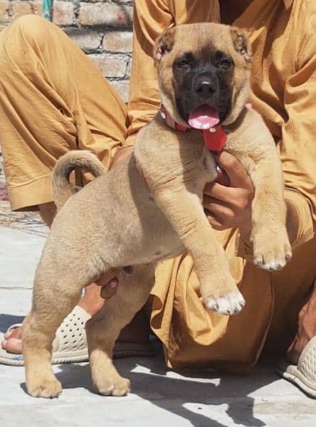 king Turkish kangal male Dabal hadi ful security dogs for sale 0