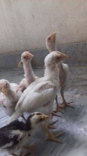 aseel heera chicks 3