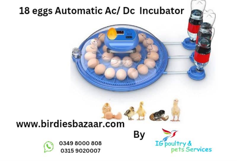 Imported Automatic Incubators 2