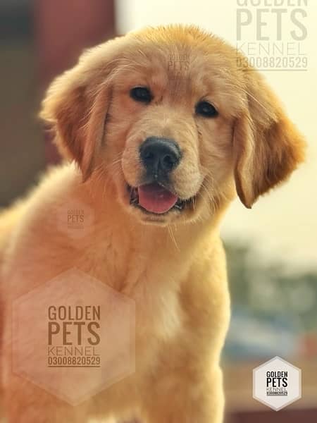 Golden retriever Puppies 0