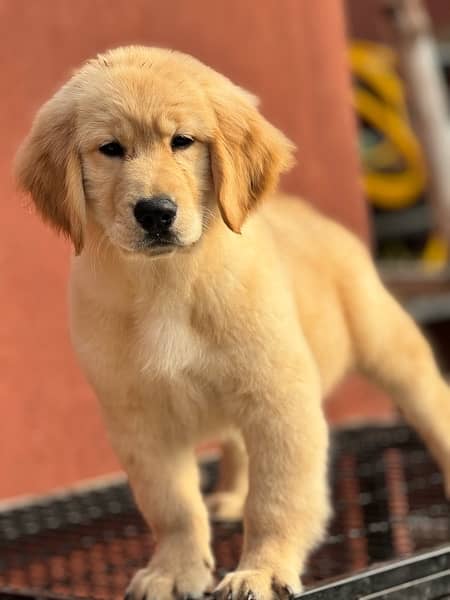 Golden retriever Puppies 2