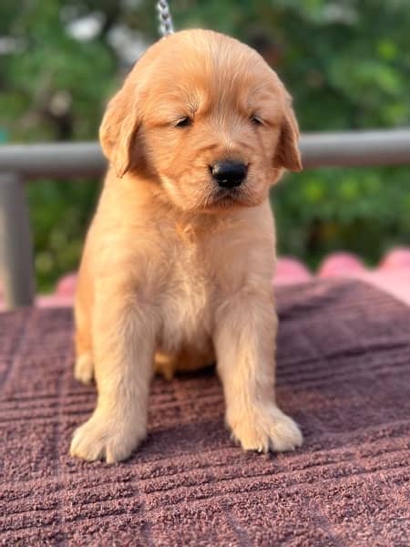 Golden retriever Puppies 3