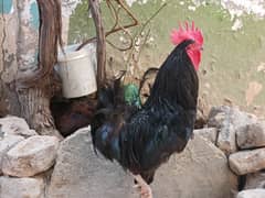 Australorp