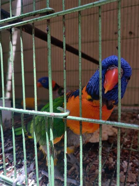 Rainbow lorikeet parrot 1