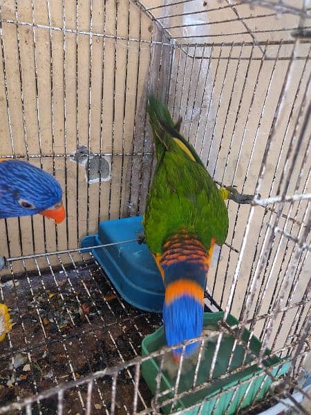 Rainbow lorikeet parrot 4