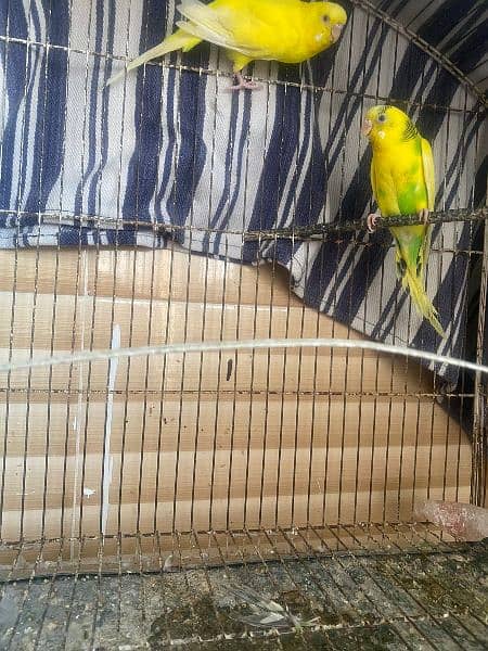 Australian parrot for sale with cage 0