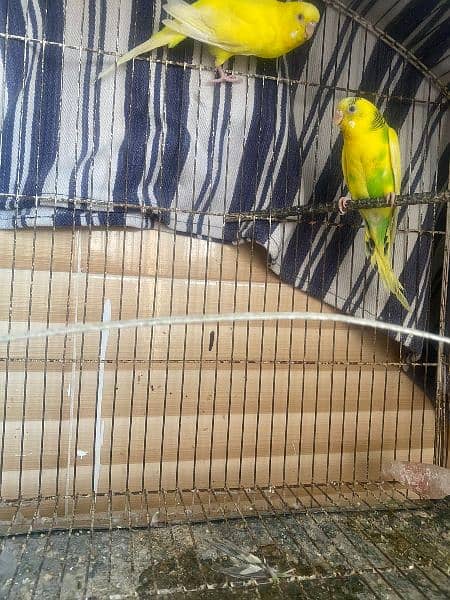 Australian parrot for sale with cage 3