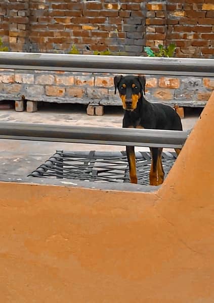 American doberman pinscher 3