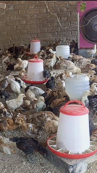 golden misri 40 day's vaccinated chicks available 850 per kg 0