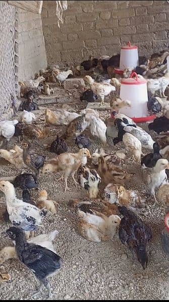 golden misri 40 day's vaccinated chicks available 850 per kg 1