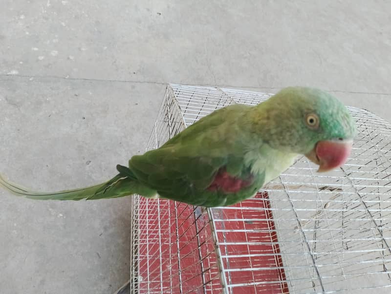 Kashmiri / Raw / Parrot / Green parrot / Hand tamed 0