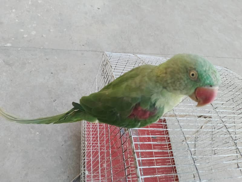 Kashmiri / Raw / Parrot / Green parrot / Hand tamed 3