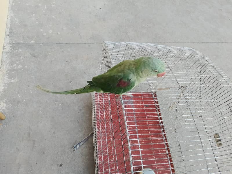 Kashmiri / Raw / Parrot / Green parrot / Hand tamed 7