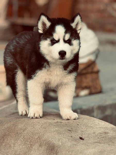husky male pup available 0